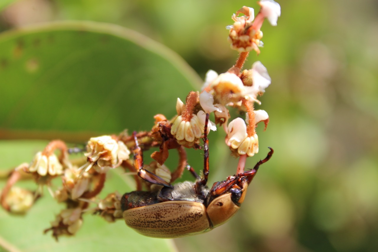 Visita Técnica Interação ecológica com flor de murici